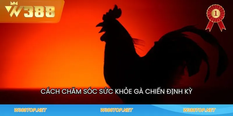 Cách chăm sóc sức khỏe gà chiến định kỳ