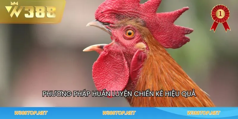 Phương pháp huấn luyện chiến kê hiệu quả