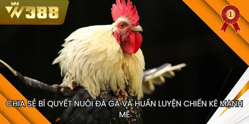Bí Quyết Nuôi Gà Đá