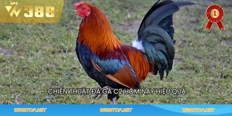 Chiến thuật đá gà c2 hôm nay hiệu quả