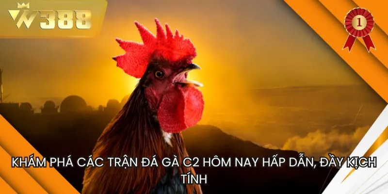 Đá Gà C2 Hôm Nay