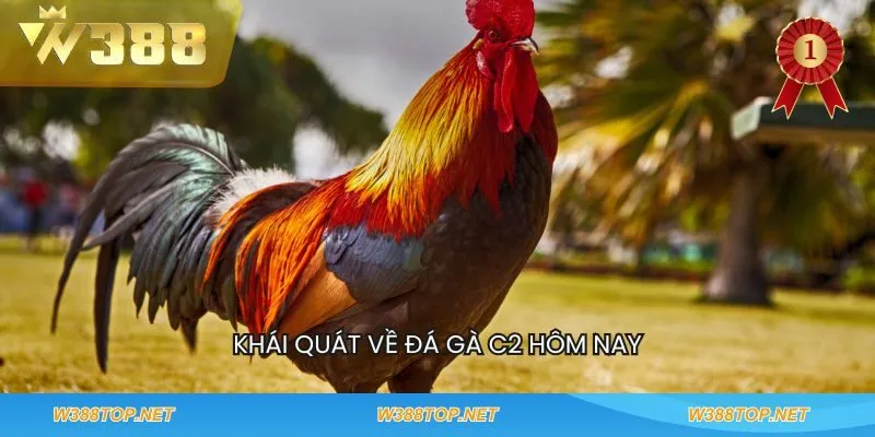 Khái quát về đá gà c2 hôm nay