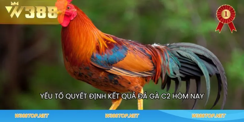 Yếu tố quyết định kết quả đá gà c2 hôm nay